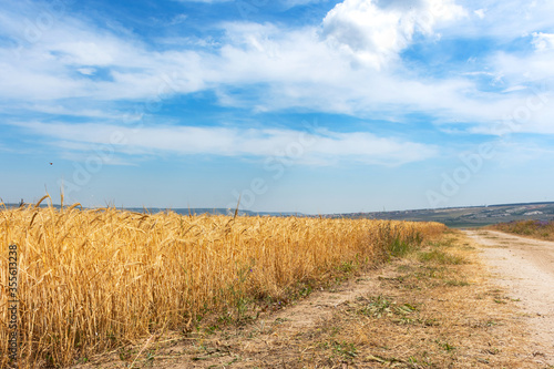 Wheat field and blue sky. Bright summer background with a field. Collection of ripe wheat. Panorama of the rural landscape. Beautiful sky with clouds. Midday heat