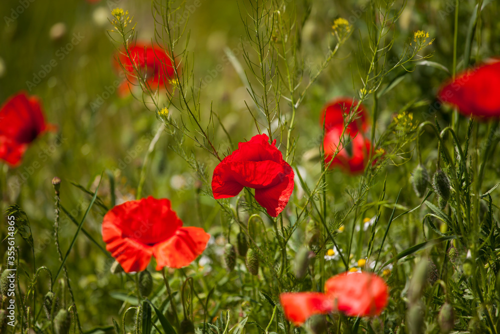 Fototapeta premium poppy field on a spring meadow