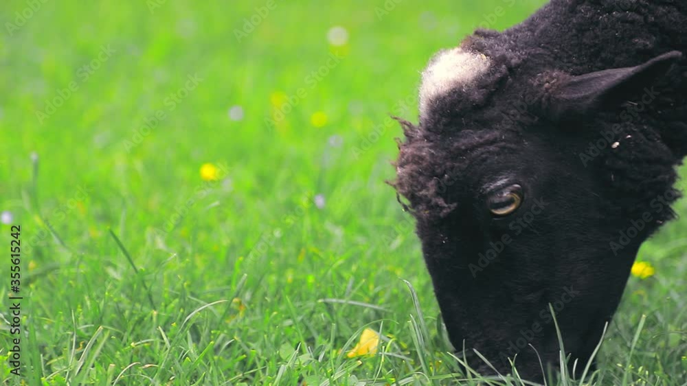 Black sheep grazing on a green meadow on the slopes of the highlands. Sheep eating grass close up. Black sheep grazing on a green meadow on the slopes of the highlands. Sheep eating grass close up.