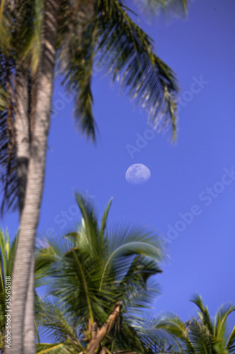 blur forground palmtrees and a bright shining three quarter Moon at daytime on a blue sky