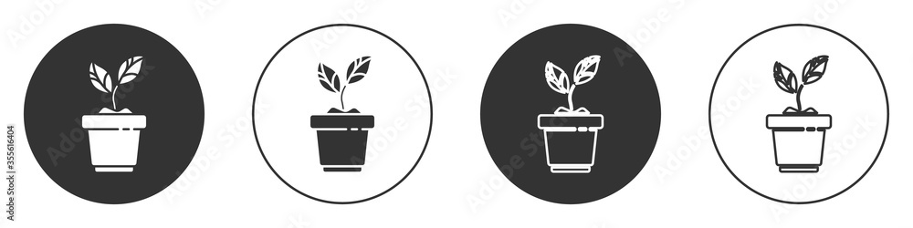 Black Plant in pot icon isolated on white background. Plant growing in a pot. Potted plant sign. Circle button. Vector Illustration. Black Plant in pot icon isolated on white background. Plant growing in a pot. Potted plant sign. Circle button. Vector Illustration.