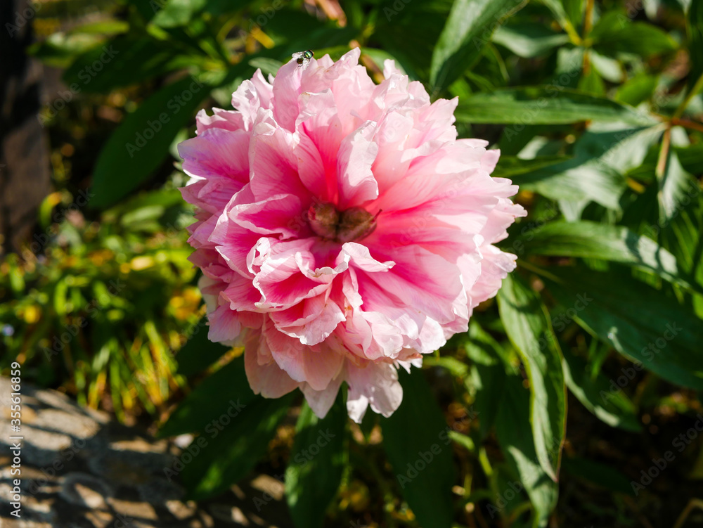 Fototapeta premium Pivoine Rose