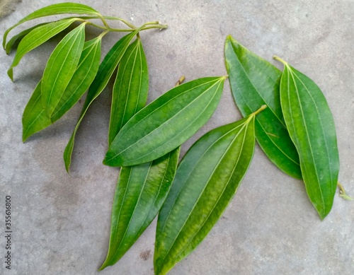 Canvas Print Bay Leaf (Tejpata) Images, Stock Photos