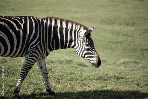 Zebra walking in a wildlife reserve