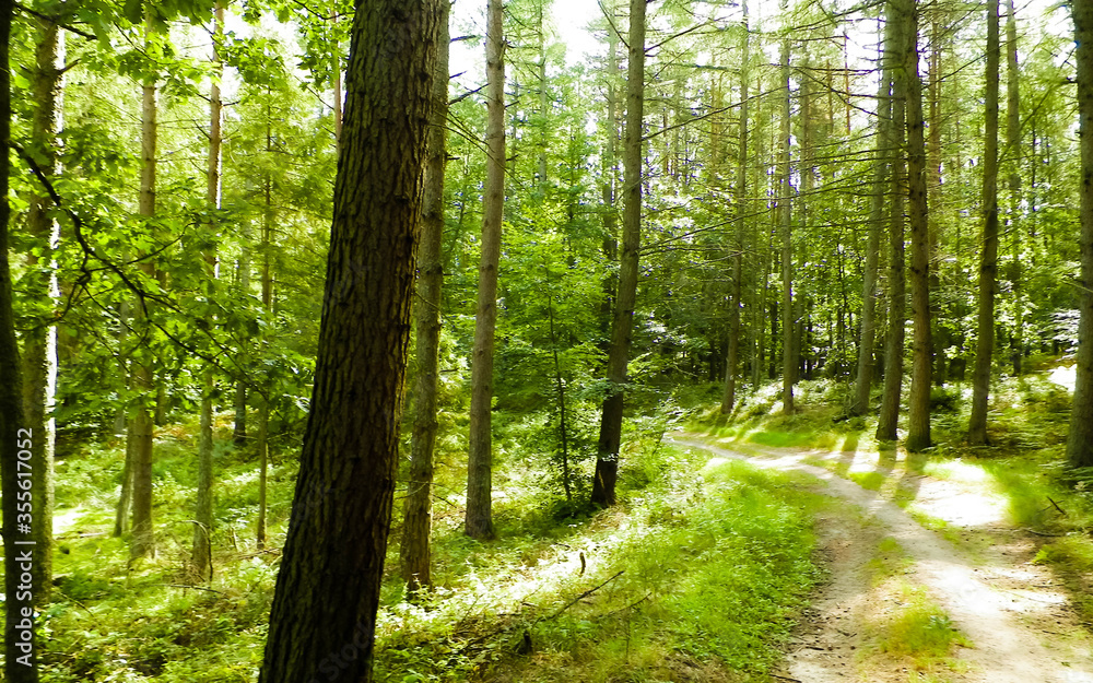 Obraz premium Path in green forest. Summer forest landscape.