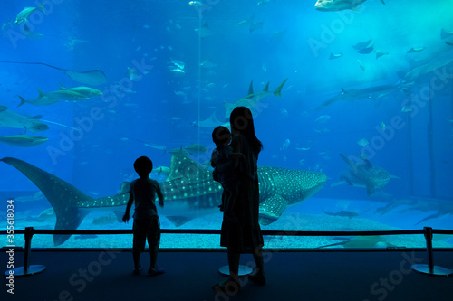 水族館　ジンベエザメ