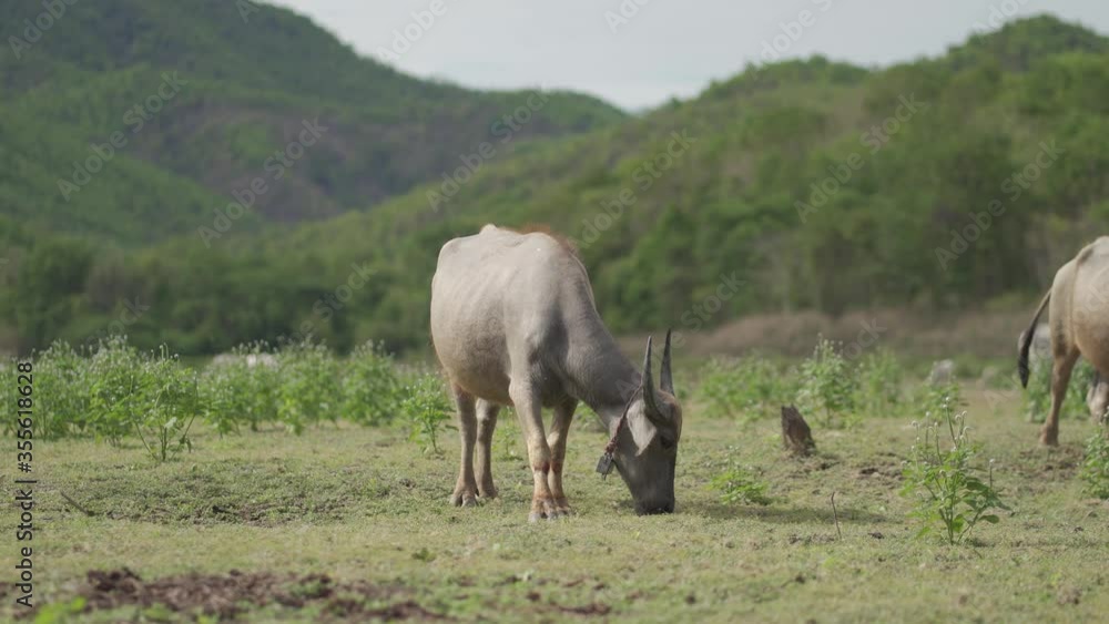 buffalo eat grass in the meadow buffalo eat grass in the meadow