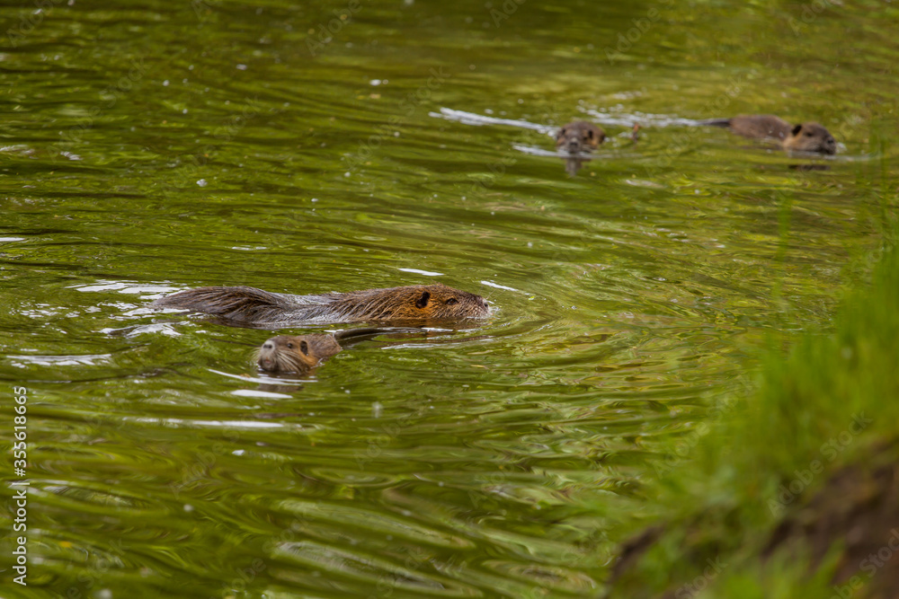 Fototapeta premium The river coypu (Myocastor coypus), or water rat, swims in a small river