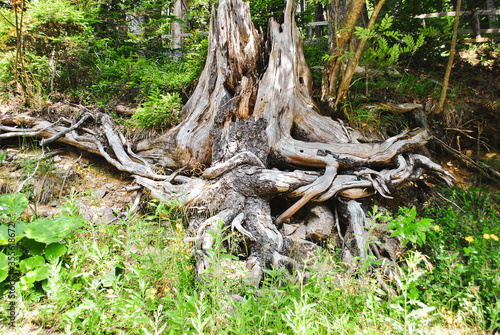 Old funny stump with tangled roots