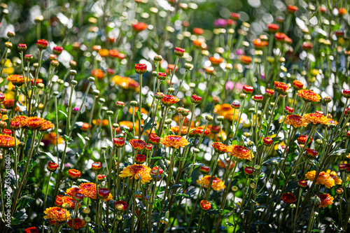 Soft and select focus beautiful flowers in the garden with day light. photo