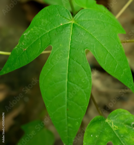 Beautiful picture of papaya green tree leaf.