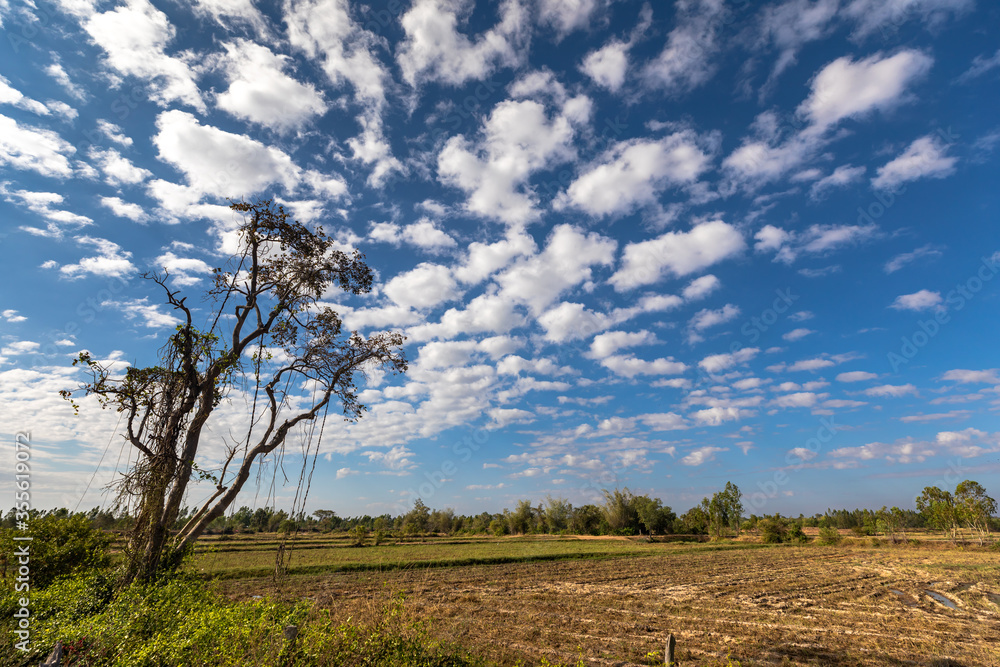 White clouds and lonely tree in the field. White clouds and lonely tree in the field.