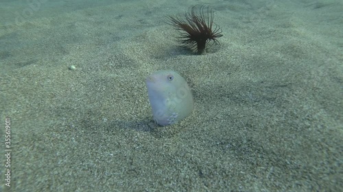 Razorfish slowly crawls out of the sand and swims away on background Cylinder Anemone. Pearly Razorfish or Cleaver Wrasse (Xyrichtys novacula) Underwater shot. Mediterranean Sea, Europe. photo