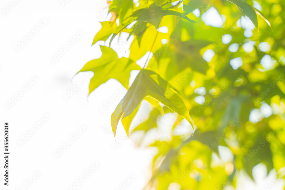 Obraz premium green leaves on a sunny day
