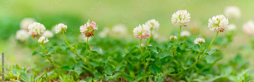 alsike clover. red clover flowers in the wild green grass. Panoramic view of red clover flowers on green color bokeh background alsike clover. red clover flowers in the wild green grass. Panoramic view of red clover flowers on green color bokeh background
