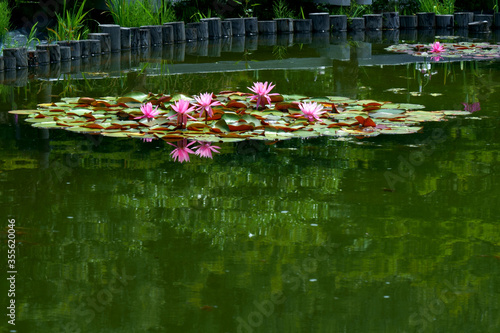 池の水面に映り込むハナショウブと睡蓮の花