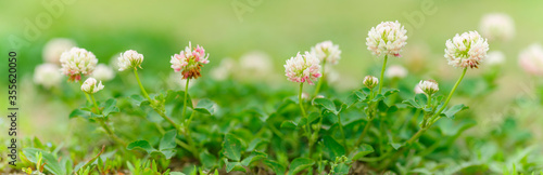 alsike clover. red clover flowers in the wild green grass. Panoramic view of red clover flowers on green color bokeh background