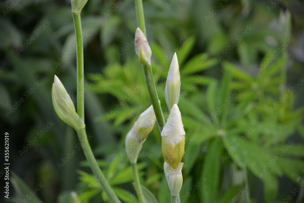 A Bud of light yellow iris at a country house among green grass A Bud of light yellow iris at a country house among green grass