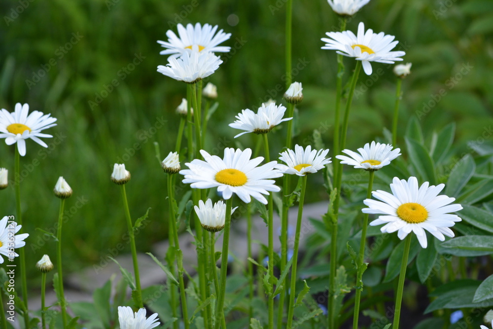 Fototapeta premium Beautiful flowers of field chamomile at the country house among the green grass in spring