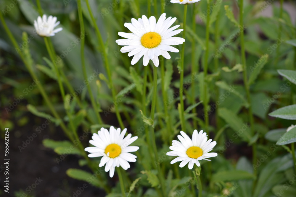 Beautiful flowers of field chamomile at the country house among the green grass in spring Beautiful flowers of field chamomile at the country house among the green grass in spring