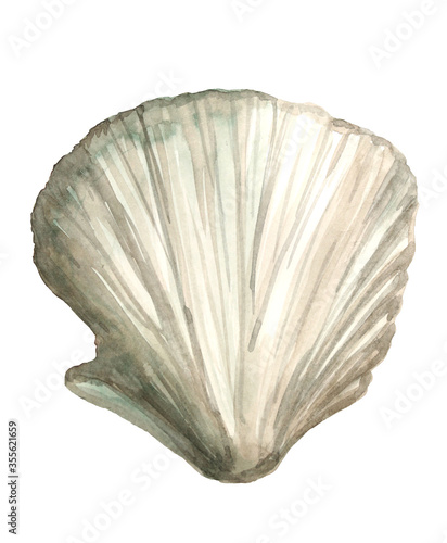 water color painted grey seashell on white background