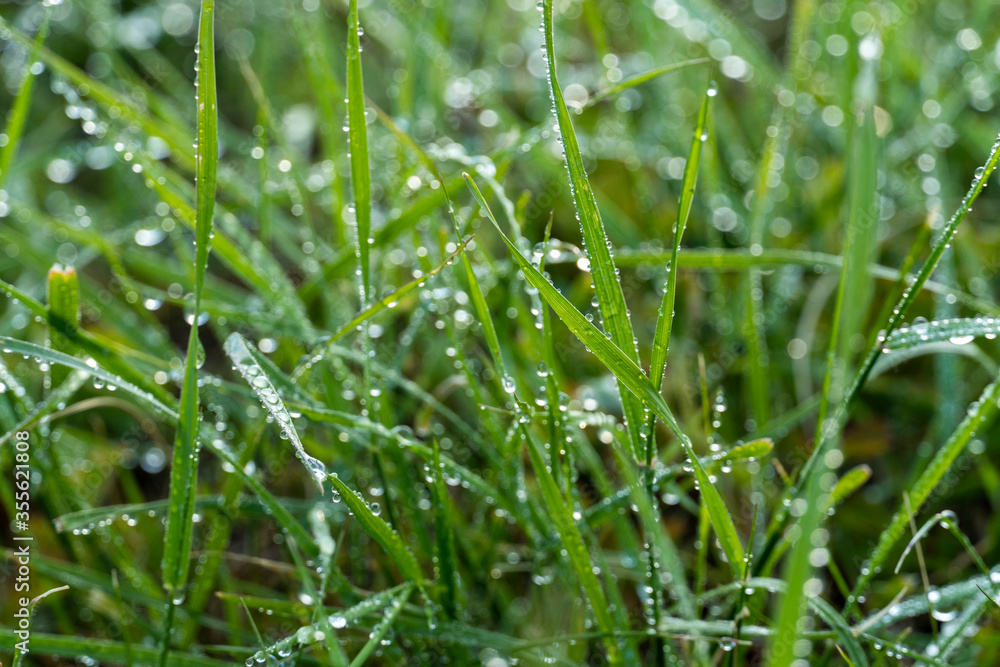 Fototapeta premium green fresh grass dew drops photo for abstract background. wet grass after rain. selective focus macro bokeh, copy space, soft focus