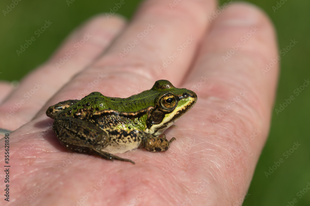 Small green frog sitting on caucasian back og hand Small green frog sitting on caucasian back og hand