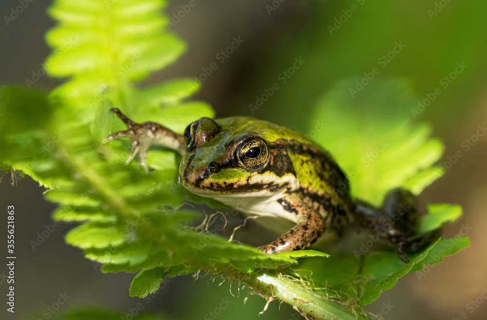 Obraz premium Close up of green frog sitting in a plant in partial sun light