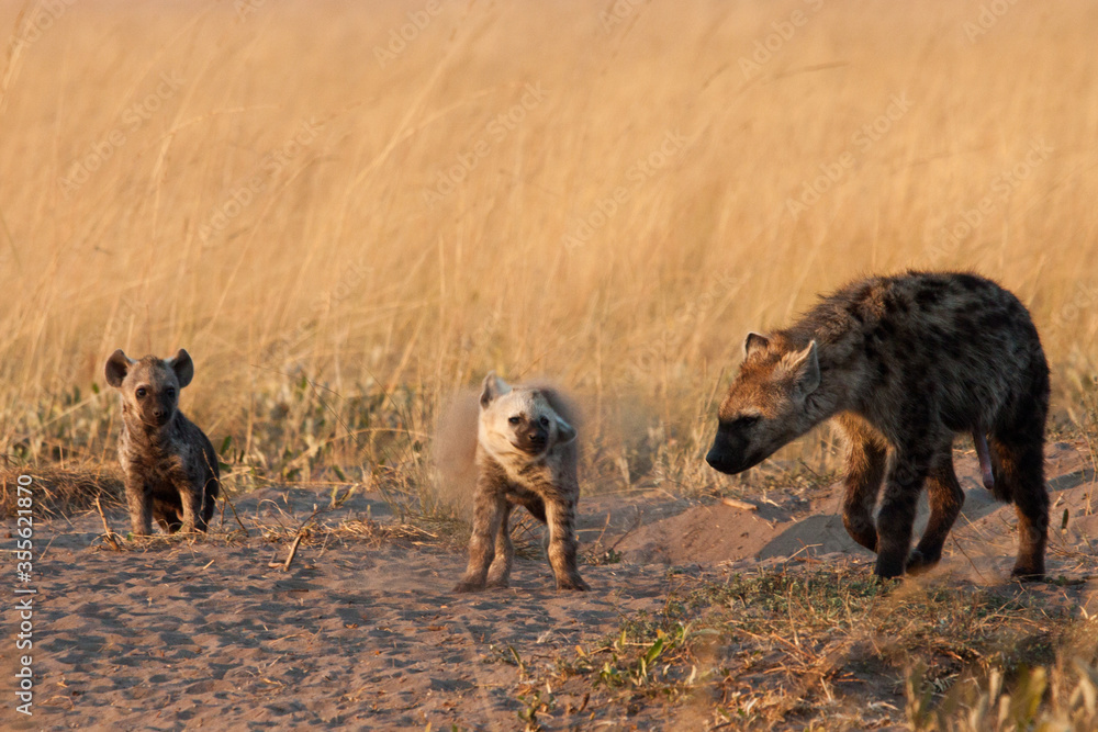 Hyena with cubs