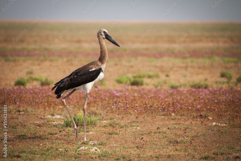 Fototapeta premium stork in the wild