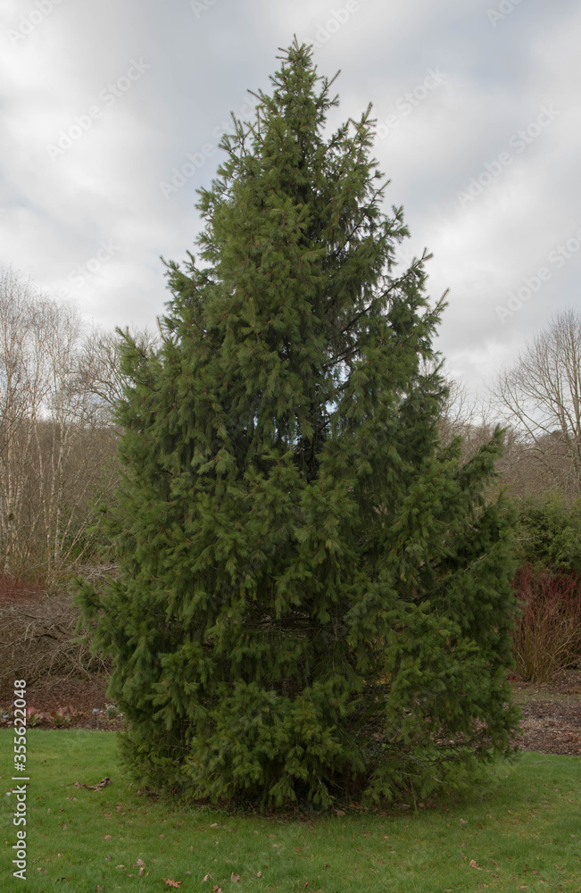 Obraz premium Green Foliage of an Evergreen Coniferous Morinda Spruce or West Himalayan Spruce Tree (Picea smithiana) Growing in a Garden in Rural Devon, England, UK