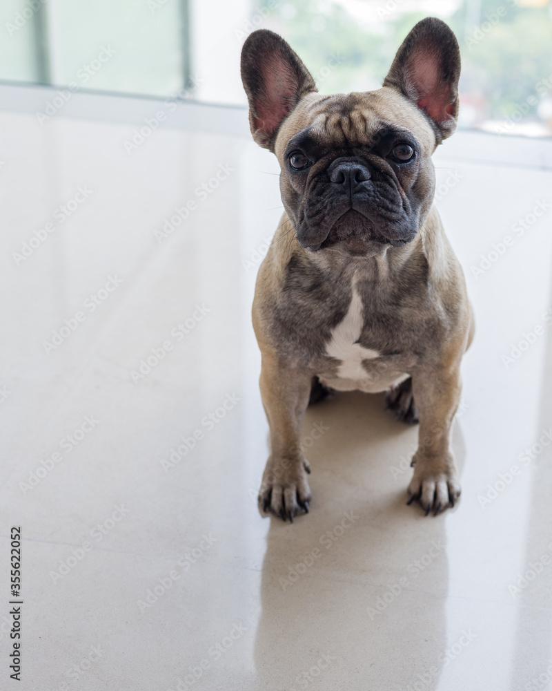 French Bulldog Different Poses at Home
