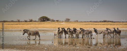 zebra waterhole