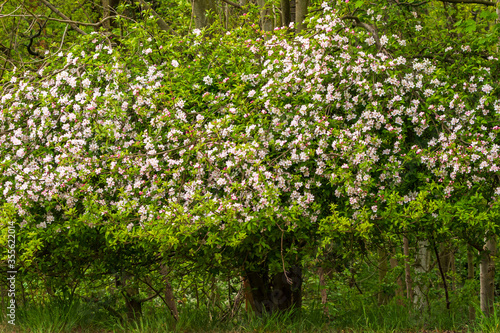 ein Baum mit vielen pinken Blüten