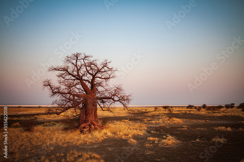 lonely tree in the field photo