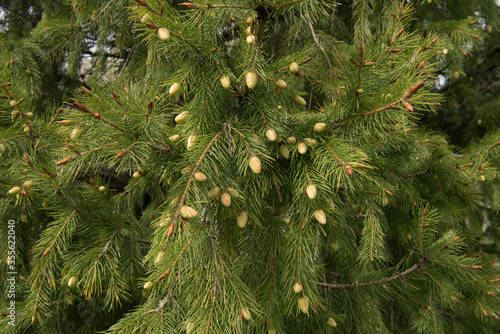 Green Foliage of an Evergreen Coniferous Morinda Spruce or West Himalayan Spruce Tree (Picea smithiana) Growing in a Garden in Rural Devon, England, UK photo