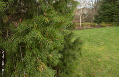 Green Foliage of an Evergreen Coniferous Morinda Spruce or West Himalayan Spruce Tree (Picea smithiana) Growing in a Garden in Rural Devon, England, UK photo