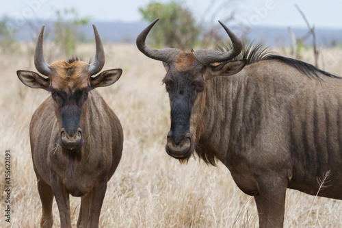 Closeup pair of Blue Wildebeest (gnu) looking annoyed and bothered with bokeh in Kruger, South Africa