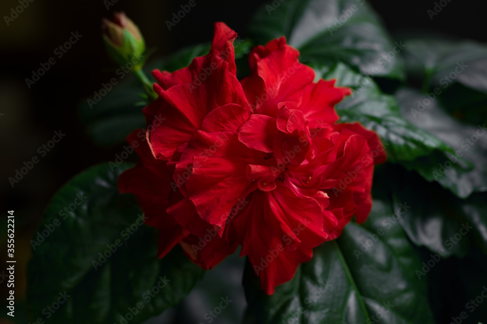 Bright red hibiscus flower and bud blooms at home Bright red hibiscus flower and bud blooms at home