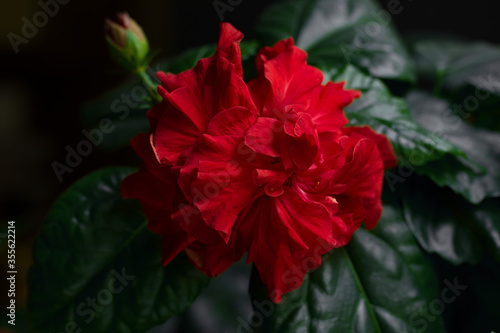 Bright red hibiscus flower and bud blooms at home