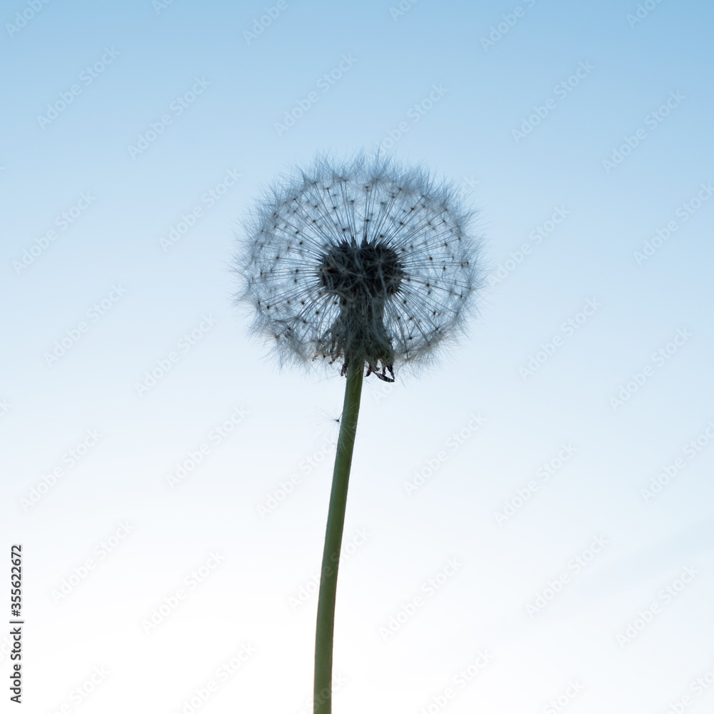 Obraz premium Silhouette of a dandelion on a background of blue sky.