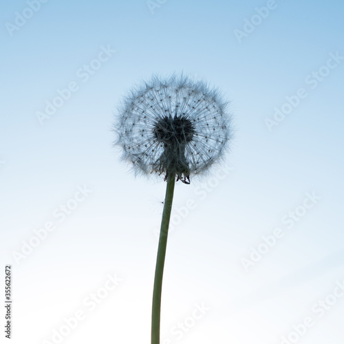 Silhouette of a dandelion on a background of blue sky.