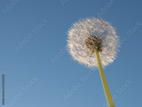 Dandelion on a background of blue sky.