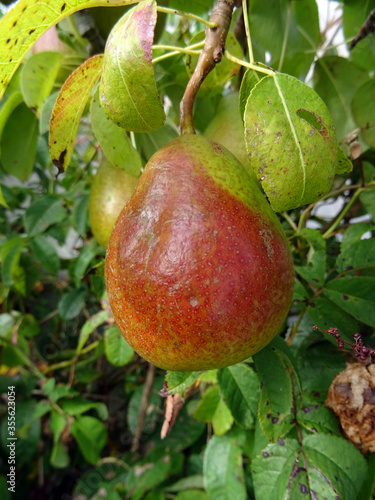 Poire Louise Bonne