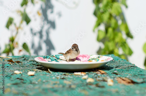 Sparrow near a plate of bread crumbs on the table outside in the summer