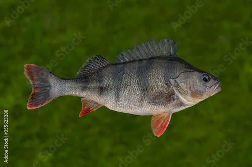 Alive perch fish isolated on underwater green background. Perca fluviatilis