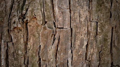 Fototapeta Naklejka Na Ścianę i Meble -  tree bark background