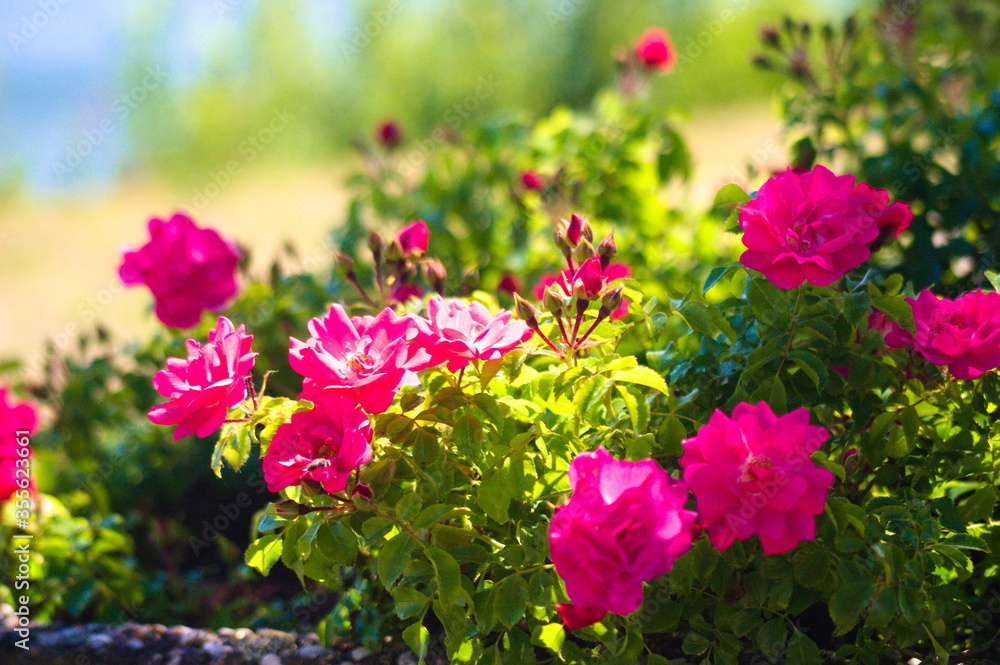 schöne rosa Blumen auf einer Wiese 