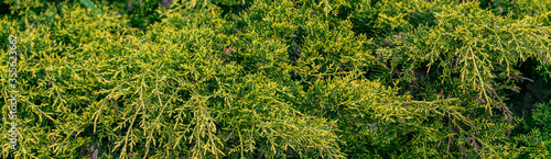 panorama of green juniper bushes. green spring landscape pattern.