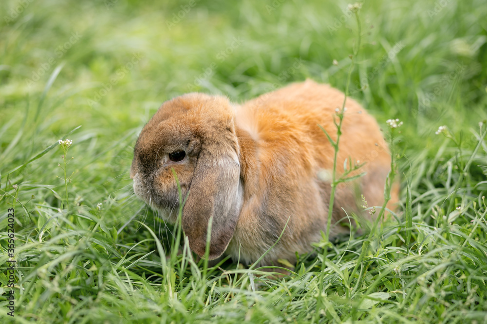 Fototapeta premium A cute red haired domestic rabbit is sitting on the green grass. Lop-eared breed.